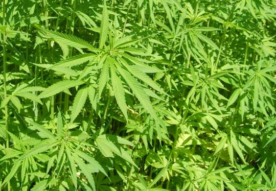 Hanf Wunderpflanze 2